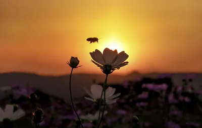 Полевые цветы на закате - красивые фото