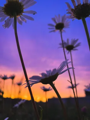 Цветок на закате | Премиум Фото