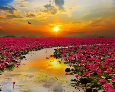 Полевые цветы на закате :: Lena Popova – Социальная сеть ФотоКто