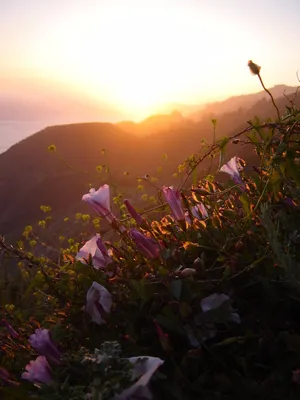 Фотография: рассвет, цветы, солнце, закат, маки, поле, природа | Маки,  Природа, Закаты