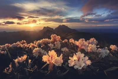 Картинка Солнце Природа Цветы Ромашки Рассветы и закаты