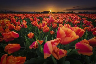 Фото Розовые цветы в поле на фоне заката, фотограф Phil Koch