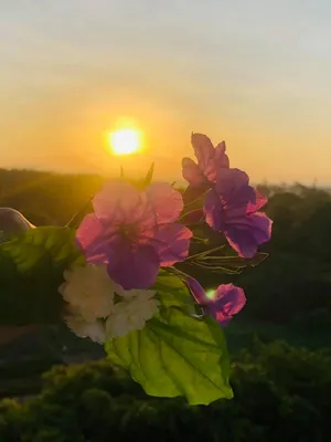Первые цветы на закате — Фото №351190