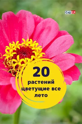 Цветы, которые цветут все лето, фото и название | Цветы, Красивые цветы, Однолетние  цветы