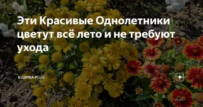 Многолетние цветы, которые будут цвести все лето 🌷 | Блог METRO