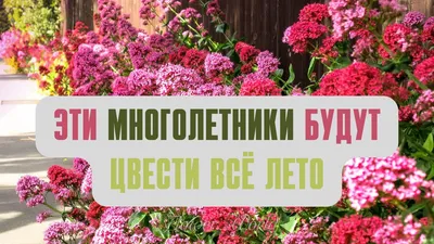 15 многолетников, которые цветут все лето | В цветнике (Огород.ru)