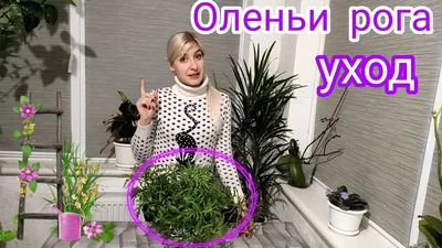 Оленьи рога ампельное искусственное растение купить Ампельные растения  недорого доставка по Москве бесплатно