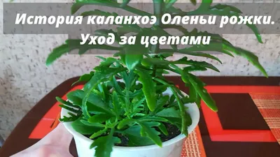 Каланхоэ «оленьи рожки» — популярное комнатное растение — Ботаничка