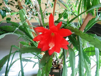 Кактус с декоративным цветком 10,5x15 см по цене 440 ₽/шт. купить в Перми в  интернет-магазине Леруа Мерлен