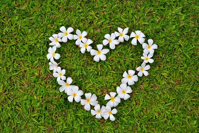 Цветы и сердце - Обои и открытки - День святого Валентина - День всех  влюбленных - Праздники / 8 марта