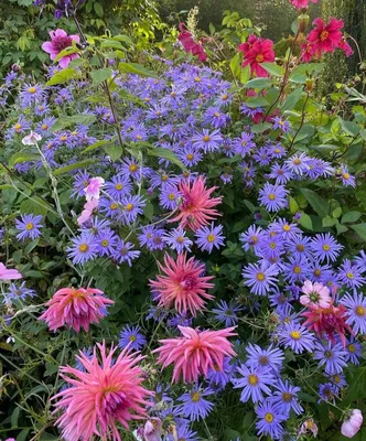 Синие цветы в саду. Спокойствие только спокойствие. | Карельские Дачники |  Дзен