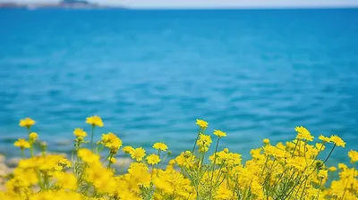 Синее море цветов: 7 причин поселить в цветнике веронику | Солнечная дача |  Дзен
