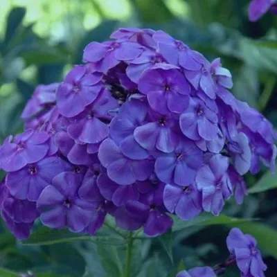 Цветы цветы волшебный сад увиты …» — создано в Шедевруме
