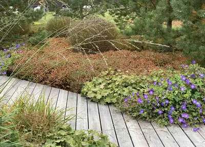 🌳Ландшафтный дизайн🌱Дача on Instagram: “Лаванда - привлекательное и  ароматное растение, которое широко при… | Ландшафтный дизайн, Планы  садового дизайна, Растения