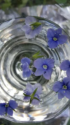 Цветы в воде фото фото