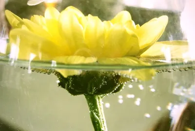 Цветы над водой | Decorel