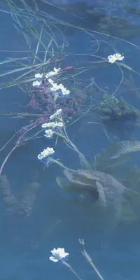 Цветы в воде | Цветы, Красивые цветы, Обои для телефона