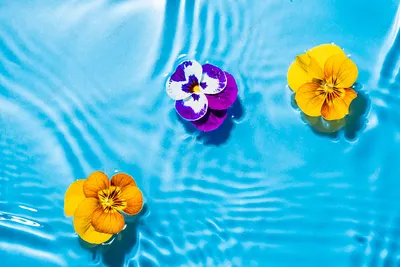 Цветы плавающие в воде днем Фон И картинка для бесплатной загрузки - Pngtree