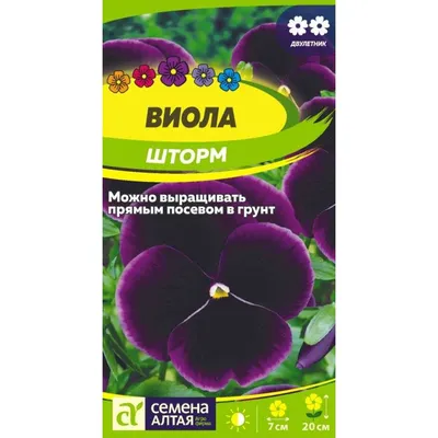 Виола