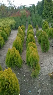 Туя восточная Ауреа Нана (Thuja orientalis Aurea Nana) - краткое описание  растения