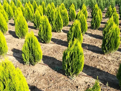 Туя Ауреа Нана / Thuja Orientalis Aurea Nana