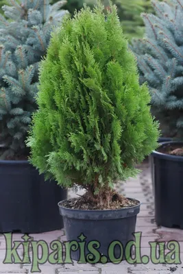 Туя Aurea Nana 3 года / Туя восточная Ауреа Нана / Thuja Aurea Nana  (ID#1208723395), цена: 140 ₴, купить на Prom.ua