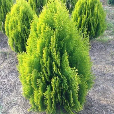 Thuja 'Aurea Nana', Туя восточная 'Ауреа Нана'|landshaft.info