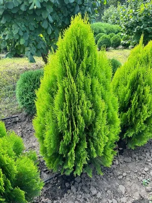 Туя восточная Ауреа Нана Thuja orientalis Aurea Nana - купить декоративные  и хвойные растения с доставкой по Украине в магазине Добродар