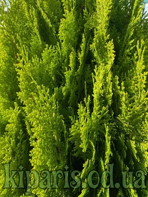 Thuja 'Aurea Nana', Туя восточная 'Ауреа Нана'|landshaft.info