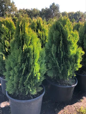 Туя восточная Ауреа Нана Thuja orientalis Aurea Nana - купить декоративные  и хвойные растения с доставкой по Украине в магазине Добродар