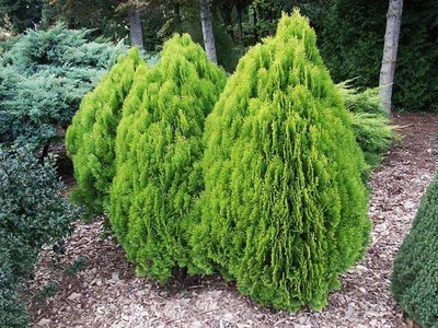 Туя западна 'Ауреа Нана' (Thuja occidentalis 'Aurea Nana')