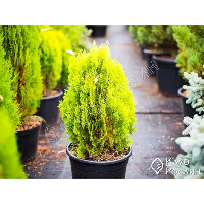 Туя східна Ауреа Нана (Thuja orientalis Aurea Nana) –  jacaranda-gardencenter.com