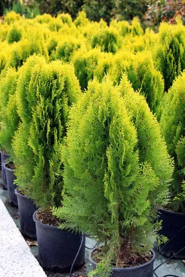 Туя Ауреа Нана- Thuja orientalis 'Aurea Nana' – Интернет магазин за градини  и поливни системи