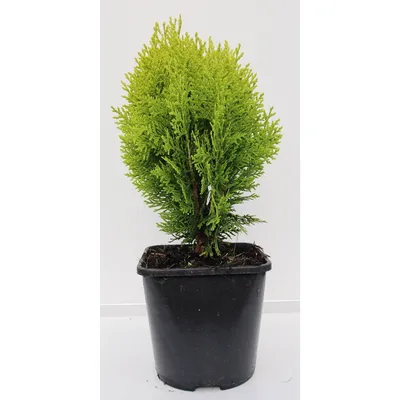 Туя восточная Ауреа Нана (Thuja orientalis Aurea Nana)