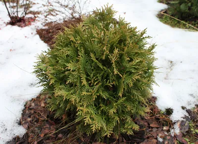 Туя шаровидная низкорослая Даника (Thuja Danica 25-30см)