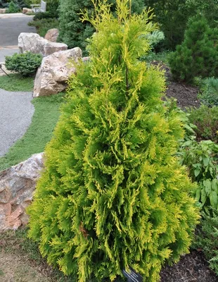 Туя западная Еллоу Риббон Thuja occidentalis Yellow Ribbon | Питомник Тайга