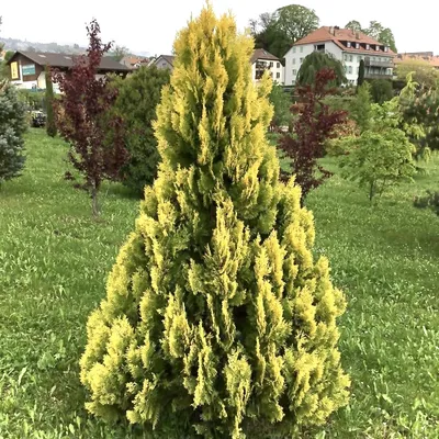 Тую Yellow Ribbon (Еллоу Риббон) можно купить недорого с доставкой в  питомнике Любвитский