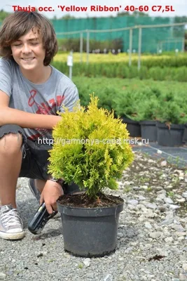 Туя западная Еллоу Риббон (Thuja occidentalis Yellow Ribbon) 180 до 200 см  | XSV.BY