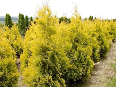 Туя западная Еллоу Риббон / Thuja occidentalis Yellow Ribbon, заказать,  купить в Перми, цена - Саженцы хвойных деревьев кустарников - питомник  «Анютины Глазки»