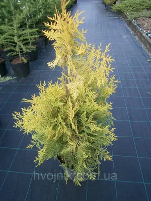 Туя західна 'Yellow Ribbon' / Thuja occidentalis 'Yellow Ribbon' -  Розсадник декоративних рослин «Зелена Бухта»