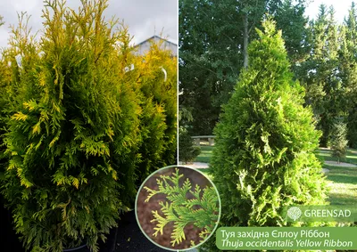 Туя западная `Еллоу Рибон`, Thuja occidentalis `Yellow Ribbon`