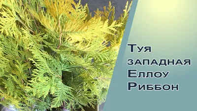 Туя западная 'Еллоу Риббон' купить по цене 0,00 руб.. в Москве в садовом  центре