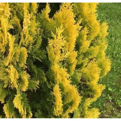 Туя западная Еллоу Рибон (Thuja occidentalis Yellow Ribbon) - Хвойные  растения весна 2024 года - купить туи, сосны, ели.