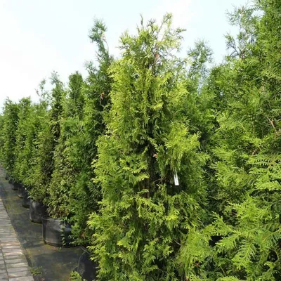 Туя западная Еллоу Риббон ( Thuja occidentalis Yellow Ribbon): продажа,  цена в Ровно. Саженцы декоративных деревьев и кустарников от \"Садовый центр  \"Grandiflora\"\" - 462560484