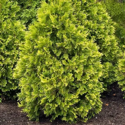 Туя западная Еллоу Риббон 200/+ Thuja Occidentalis Yellow Ribbon 45л (ЗК) —  цена в LETTO