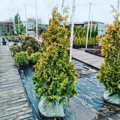 Купить тую западную Еллоу Риббон в Киеве. Саженцы Thuja occidentalis Yellow  Ribbon в контейнерах