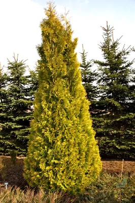 Саженцы Туи западной Еллоу Риббон (Thuja occidentalis Yellow Ribbon) Р9  заказать по почте в питомнике DREVO •1449743508