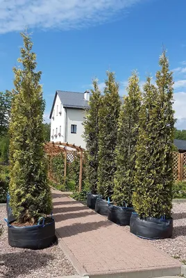 Туя западная Yellow Ribbon (Thuja occidentalis Yellow Ribbon) — Азовский  лесопитомник