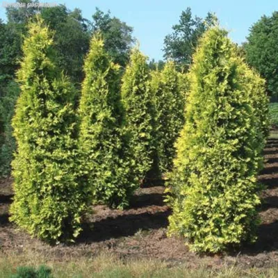 Западна туя Yellow Ribbon (Thuja occidentalis Yellow Ribbon) - Разсадник  Хевис