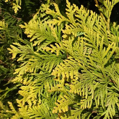 Туя западная Еллоу Рибон (Thuja occidentalis Yellow Ribbon) - Хвойные  растения весна 2024 года - купить туи, сосны, ели.